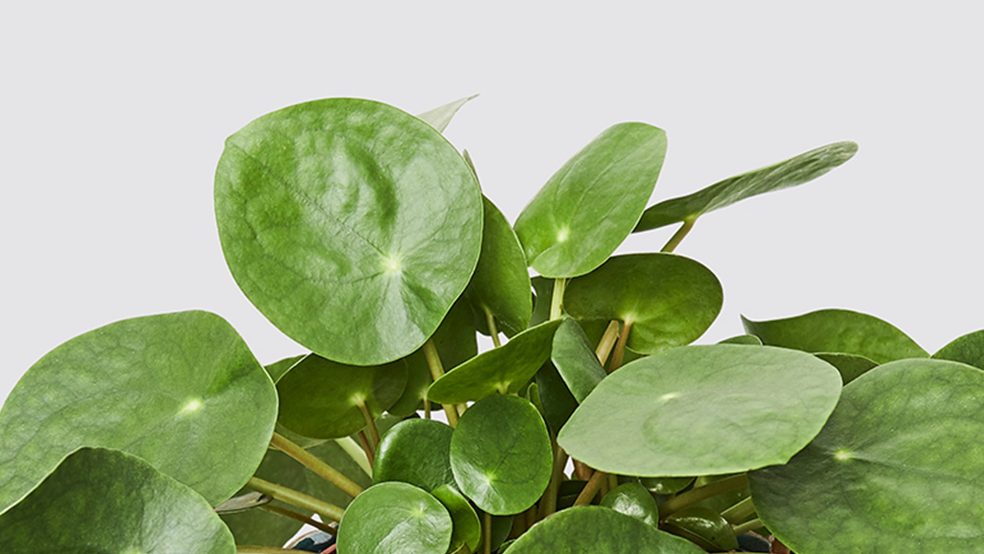 how often should a money plant be watered